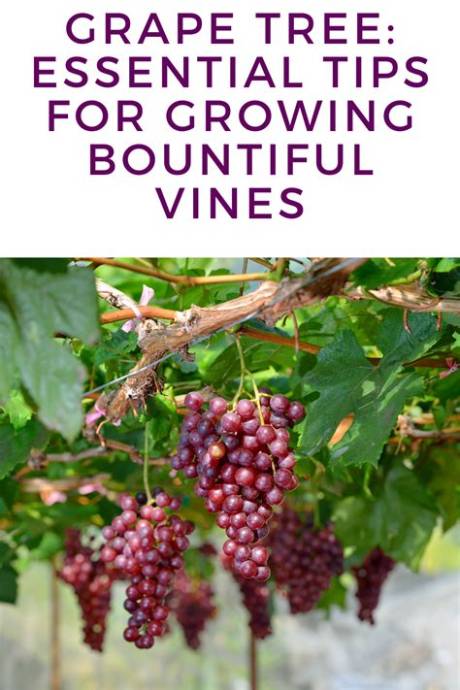 Essential Guide to Vines Beatrice: History, Present, and Future