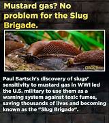 How a Brigade of Slugs Saved Lives in Wwi