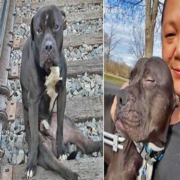 Pit Bull Rescuers Step up to Save Jacksonville's Furry Friends