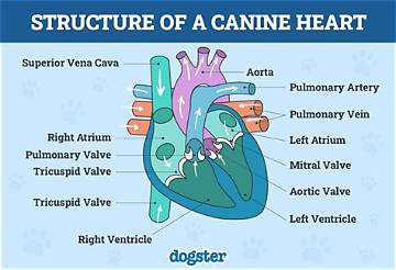 The Royal Canine with a Heart of Gold