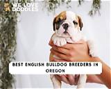 Trustworthy English Bulldog Breeders in Oregon for the Perfect Companion